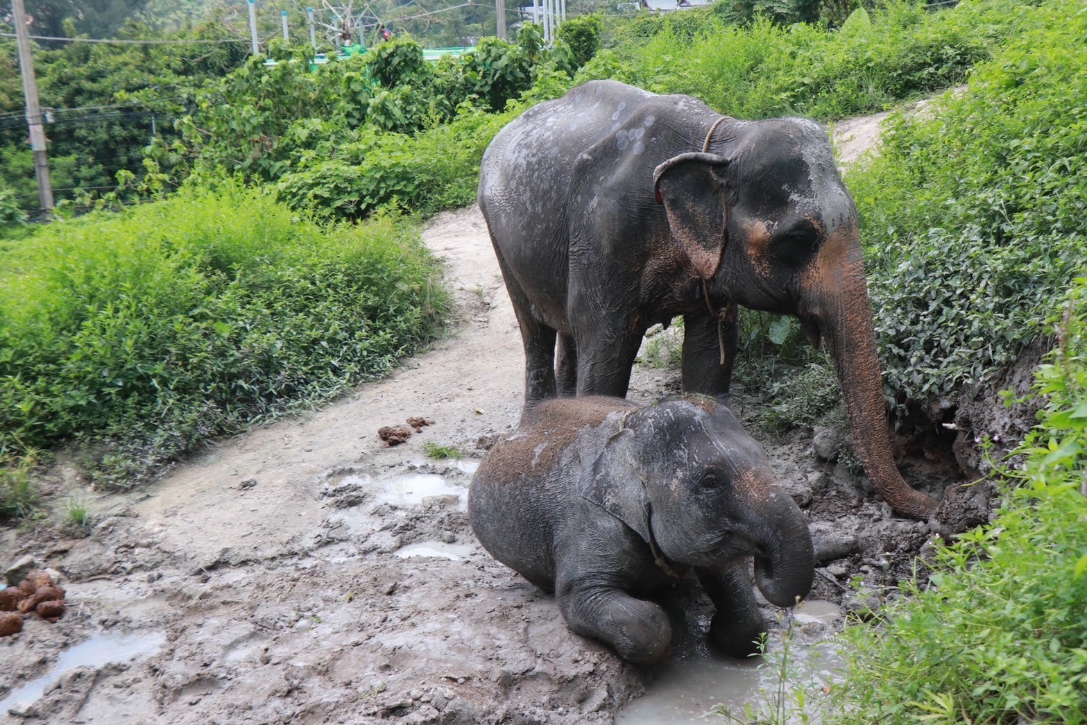 Elephant Care + Riding+Feeding + Elephant Bathing in the Jungle Pool