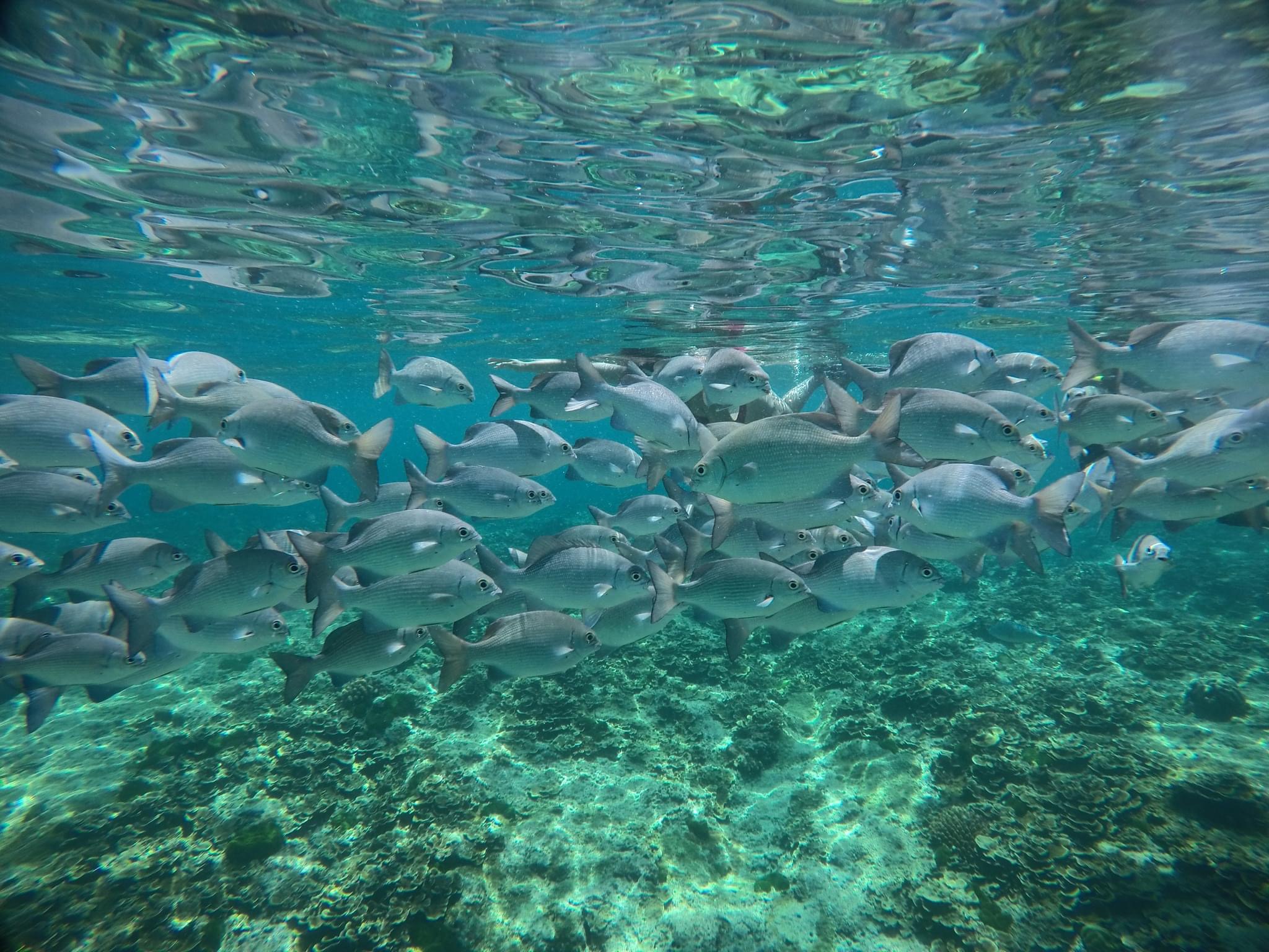 Phi Phi Island Tour by Speedboat (VIP Services) Pick up at 9 AM