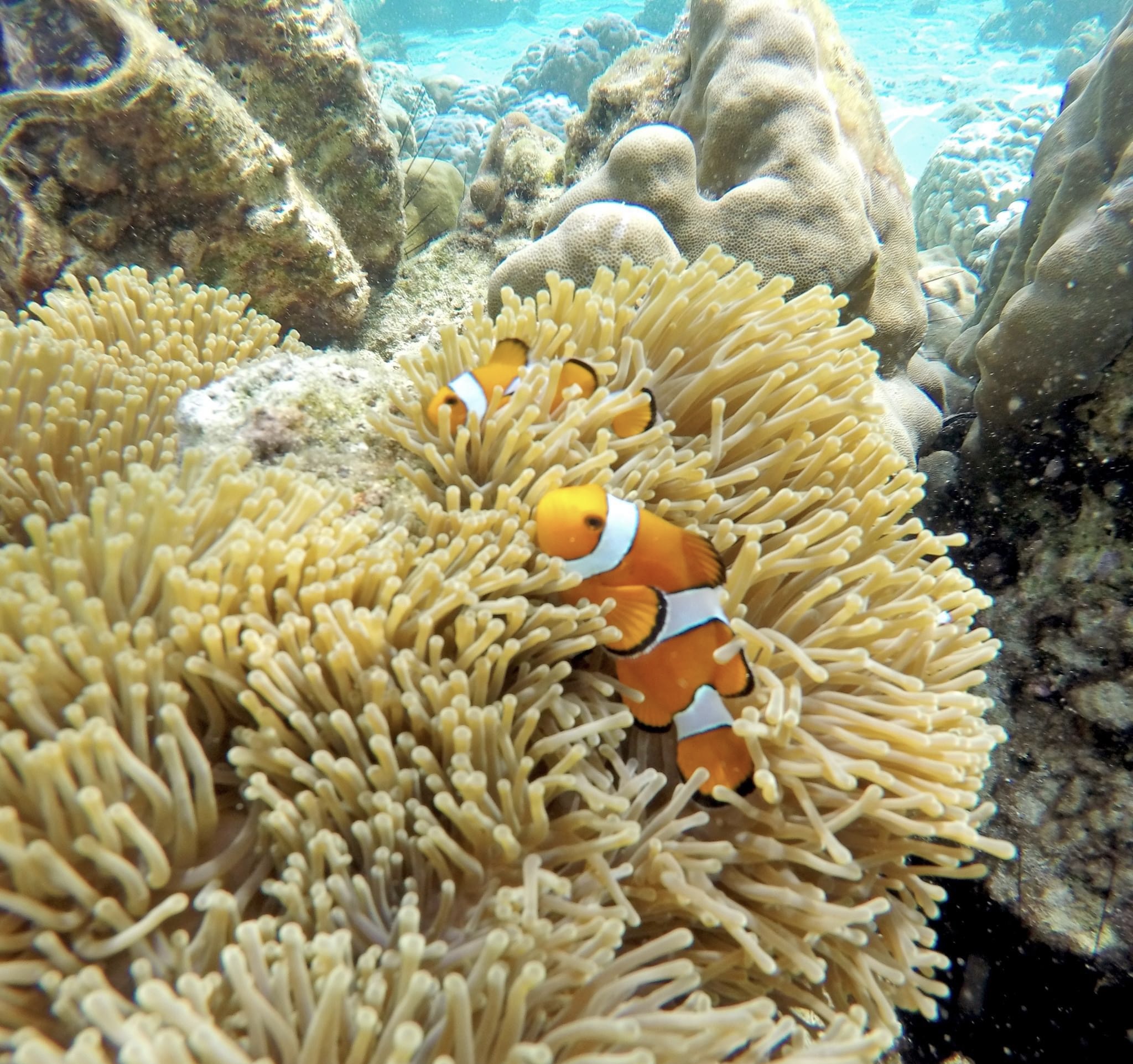 Phi Phi + Maya Bay + Bamboo Islands Premium Tour by Speed Boat (VIP Services)
