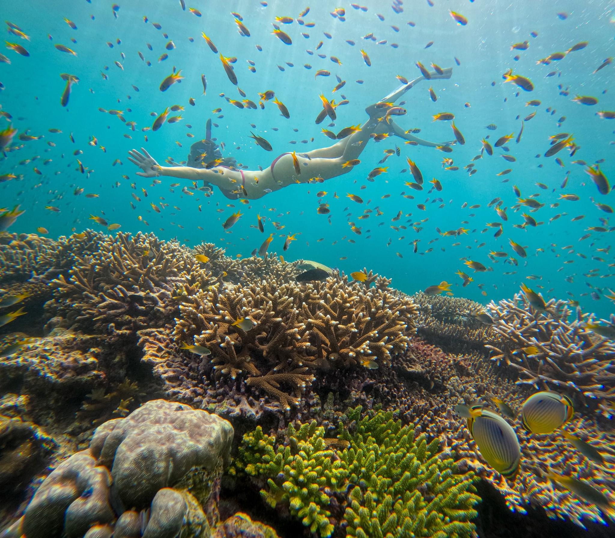 Phi Phi + Maya Bay + Bamboo Islands Premium Tour by Speed Boat (VIP Services)