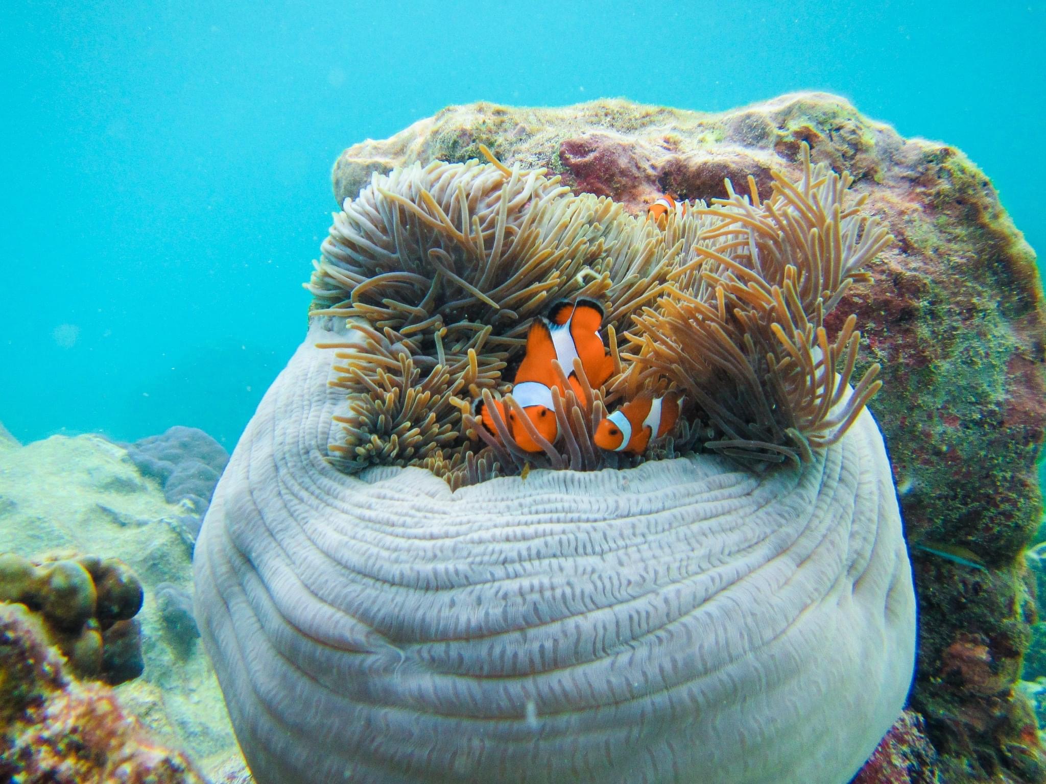 Phi Phi + Maya Bay + Bamboo Island Deluxe Tour by Speedboat